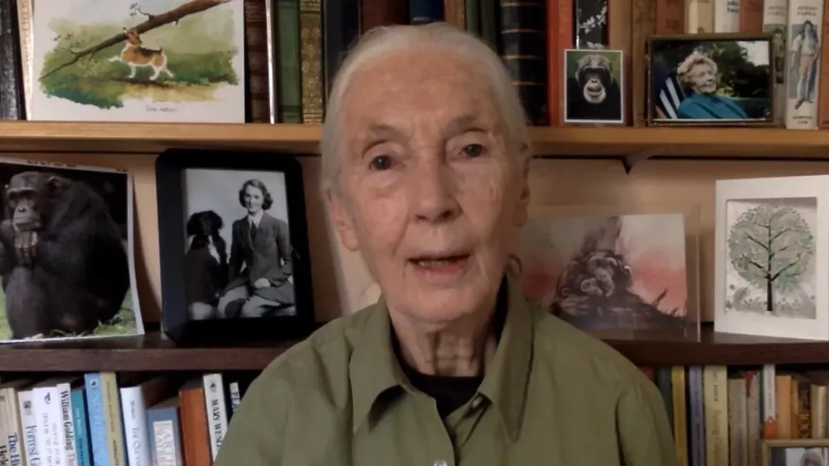 Jane Goodall macht unsere Lebensweise für Corona-Pandemie verantwortlich