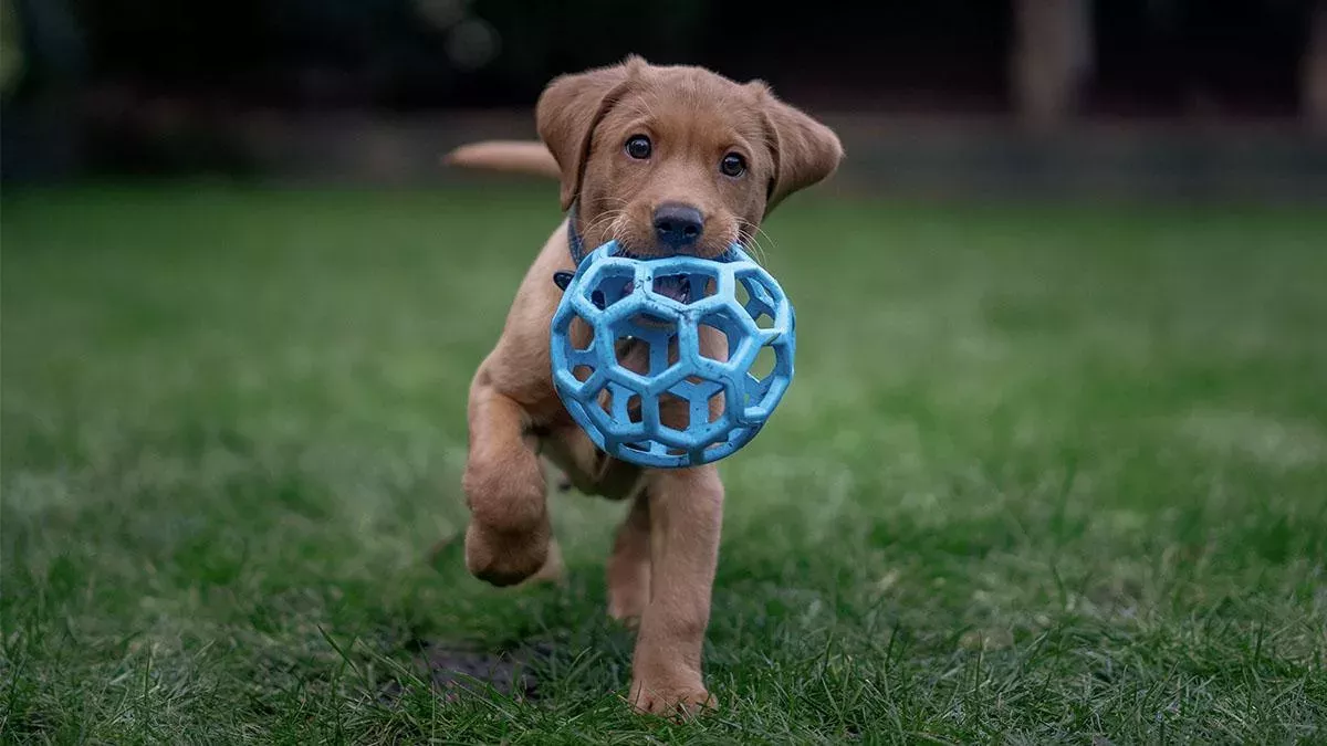 Kerstin Ott rettet Labrador-Welpen