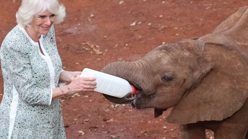 Süße Fütterung: Königin Camilla gibt in Kenia einem Elefantenbaby die Flasche