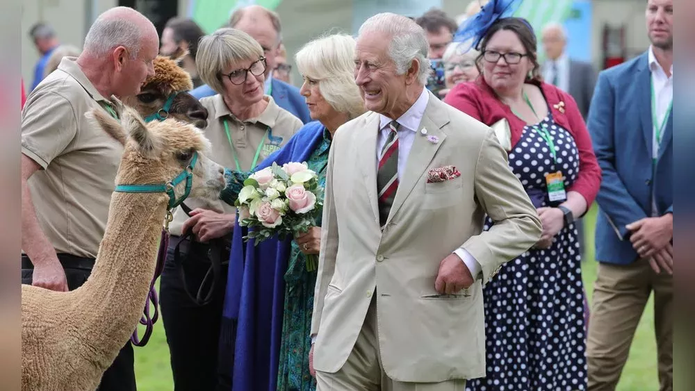König Charles III. zeigt sich bestens gelaunt beim Alpaka-Streicheln