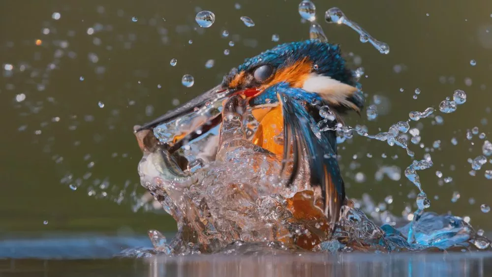 Zum Earth Day: Streaming-Tipps rund um beeindruckende Naturbilder
