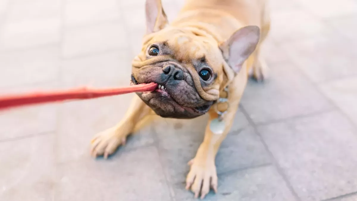 Ein Hundehalsband, das die Hundeleine integriert hat