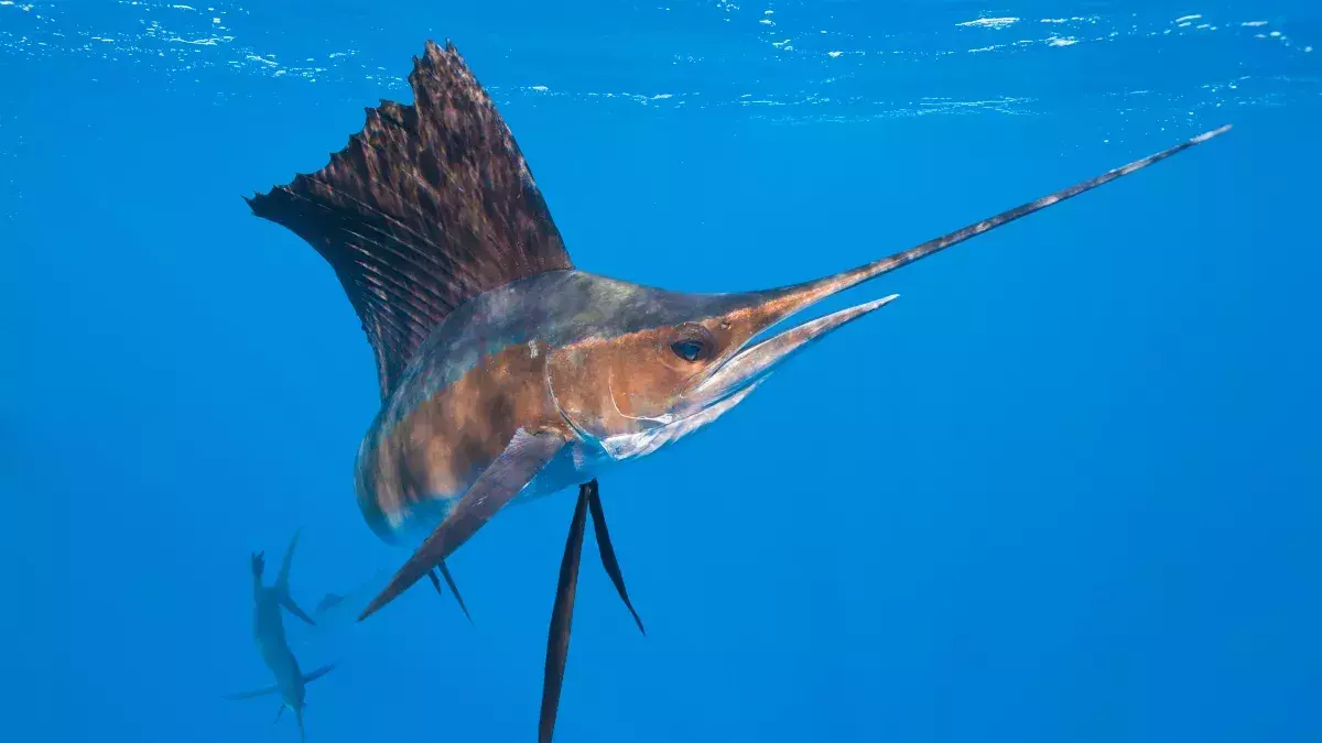 Indonesien: Surferin wird von Schwertfisch aufgespießt und stirbt | Ohmymag