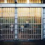 Hinter Gittern: Welche Promis waren schon im Knast?