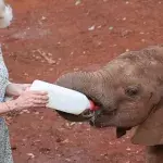 Süße Fütterung: Königin Camilla gibt in Kenia einem Elefantenbaby die Flasche