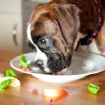 „Höhle der Löwen“: Hunde sollen Veganer werden