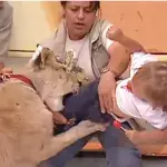Ein Löwe greift ein kleines Mädchen in einer mexikanischen Live-Show an