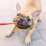 Ein Hundehalsband, das die Hundeleine integriert hat