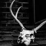 Skull and Bondes, Studentenverbindung, USA, Geheimgesellschaft, Verschwörungstheorie