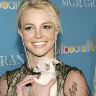 Britney ist wieder mit ihren Hunden vereint