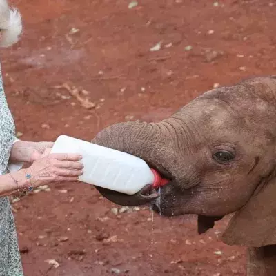 Süße Fütterung: Königin Camilla gibt in Kenia einem Elefantenbaby die Flasche