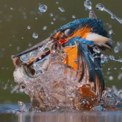 Zum Earth Day: Streaming-Tipps rund um beeindruckende Naturbilder