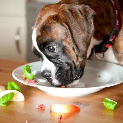 „Höhle der Löwen“: Hunde sollen Veganer werden
