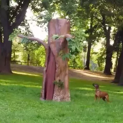 Versteckte Kamera mit Hunden: Da vergeht den Zuschauern das Lachen
