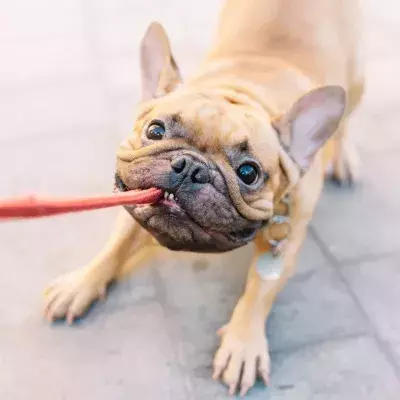 Ein Hundehalsband, das die Hundeleine integriert hat